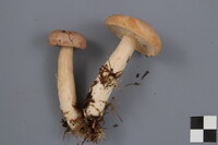 Lactarius affinis image